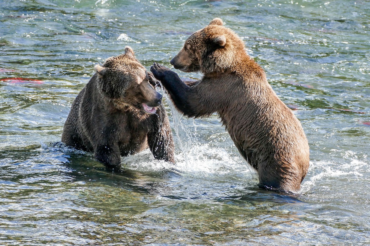 Sea otters playing